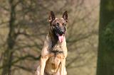 MALINOIS 1117